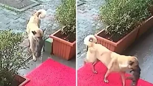 Майка спаси болното си кутре, остави го пред ветеринарна клиника (ВИДЕО+СНИМКИ)