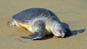 Учени проверяват смъртни случаи на морски костенурки, отишли да снасят яйцата си