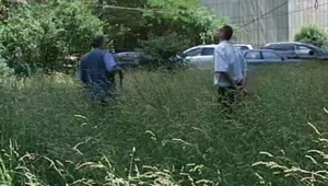 Столична община раздава безплатно косачки на грижовни стопани