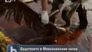 Бедствието в Мексиканския залив унищожава природното равновесие