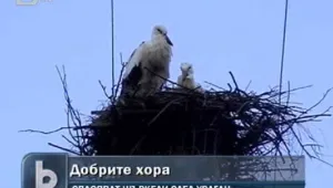 Жители на търговищко село спасиха семейство щъркели