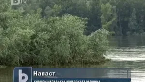 Дунавските градове се готвят за нашествие от комари