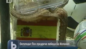Октоподът Пол предрече победа за Испания