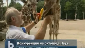 Новоизлюпени оракули конкурират октопода Паул 
