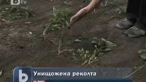 Производители на зеленчуци очакват четири пъти по-нисък добив