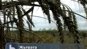 Жътвата върви бавно 
