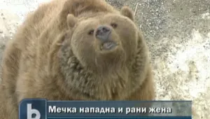Мечка нападна жена в Смолянско