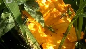 Скакалци нападнаха Търговищки села