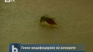 Учени откриха как да спрат маларията
