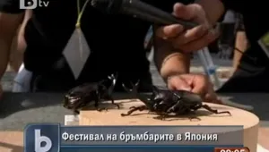 В Япония се провежда фестивал на бръмбарите