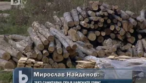 Създават горски холдинг със шест предприятия