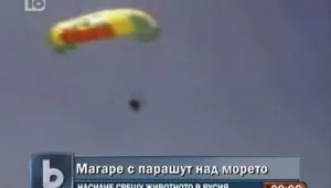 Младежи пуснаха магаре с парашут над морето