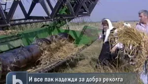  Дъждовете влошиха качеството на зърното 