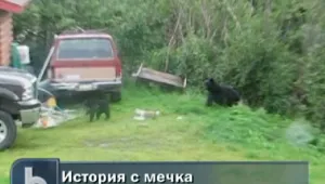 Мече си играе край къща в Аляска