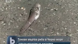Черно море изхвърли тонове мъртва риба  