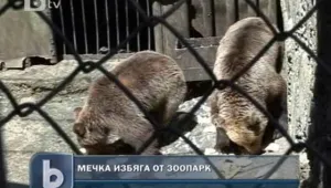 Застреляха мечка, избягала от зоопарка в Айтос