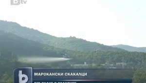 Марокански скакалци нападнаха и Ивайловград