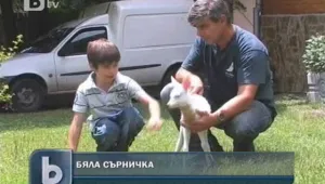 Бяла сърничка в старозагорския зоопарк 