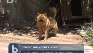 Куче нахапа 8-годишно момче и възрастен мъж в Асеновград