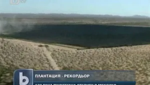 Плантация рекордьор: откриха 120 тона марихуана в Мексико