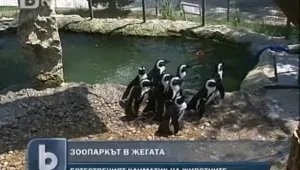 Как се охлаждат животните в жегите? 