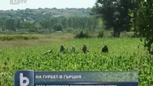 В Кирково зарязват тютюна и отиват на гурбет 