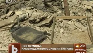 Търговията с тикли заменя тютюна в Сатовча