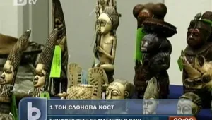 Властите в САЩ конфискуваха 1 тон слонова кост