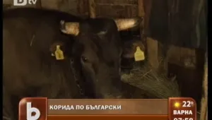 600-килограмов бик нападна пастир