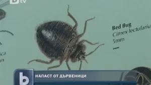 Масово нашествие на дървеници в Студентски град 