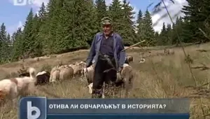 Замира ли позабравената професия на овчаря