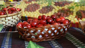 И жандармерията влезе в масивите с череши в Кюстендилско