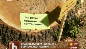 Неизвестни направиха невидими прорези в 20 дървета