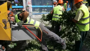 Стари и опасни тополи в София бяха отсечени