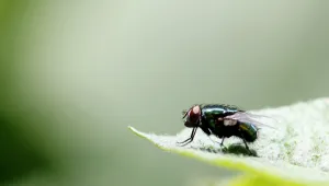 Мухите спят като хората