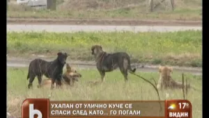 Улично куче прати в болница охранител от Сливен