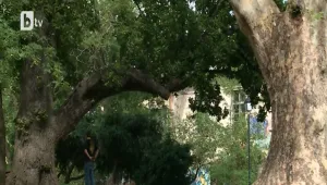 Тестове за опасни вековни дървета след бурите в София