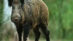 Откриха две диви прасета с трихинелоза в Смолянско