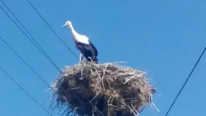 EVN е спасила щъркел в село Ябълково