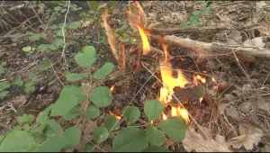 Отмениха бедственото положение в Харманли заради горския пожар