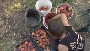 Допълнителна субсидия тази година за производителите на праскови