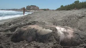 Още мъртви делфини изхвърли морето на юг