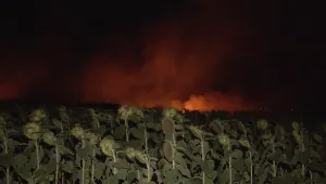 Пожарът в Ямболско е локализиран