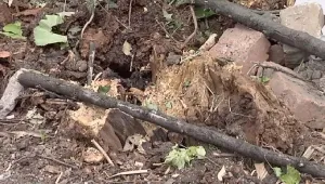 Вековно дърво падна на главна улица в центъра на Ямбол 