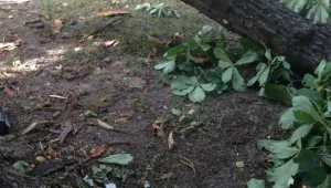 Започва маркирането на опасни дървета в Борисовата градина в София 
