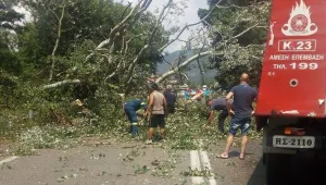 Паднало дърво затвори пътя за Кавала в Гърция
