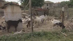 В Шарково се очакват ветеринари, блокадата остава