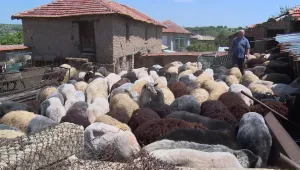 В Хасковско ветеринари тръгнаха по селата за срещи с животновъдите