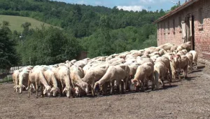 Напрежение в Странджа при повторното вземане на проби за чума по животните 