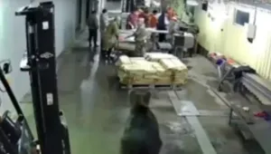 Мечка изплаши служители в склад за риба в Русия (ВИДЕО)